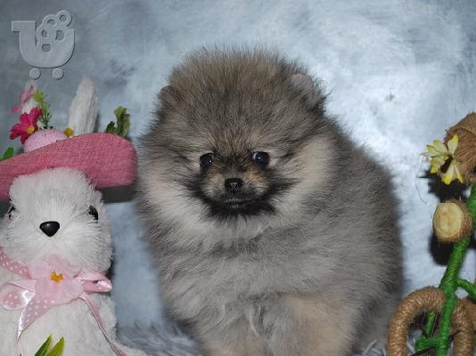 Όμορφα κουτάβια Pomeranian